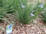 Orthrosanthus multiflorus. Цветущее растение. Австралия, г. Брисбен, ботанический сад. 12.09.2015.