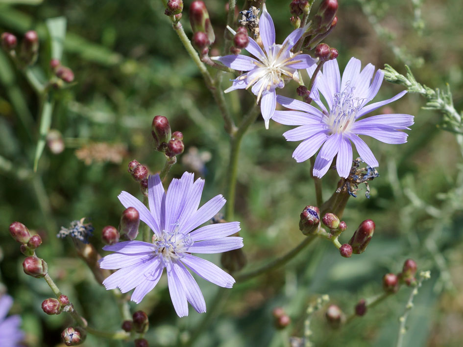 Image of Lactuca tatarica specimen.