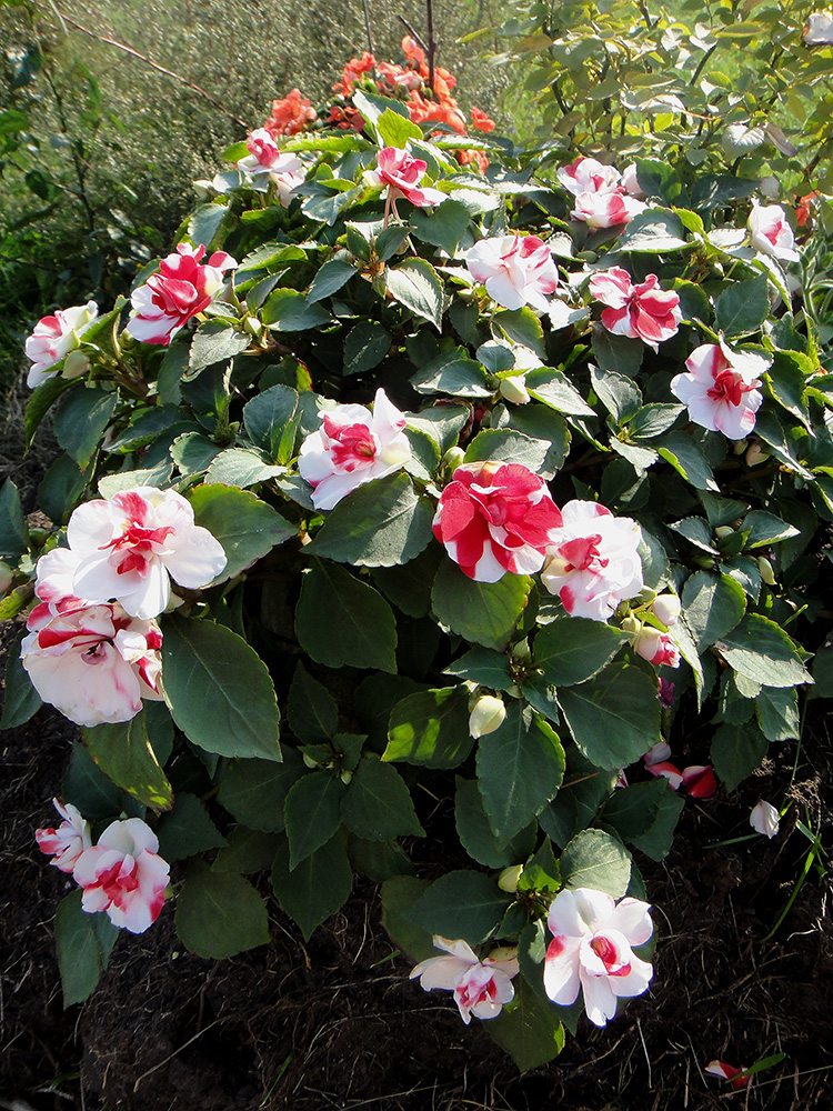 Image of Impatiens walleriana specimen.