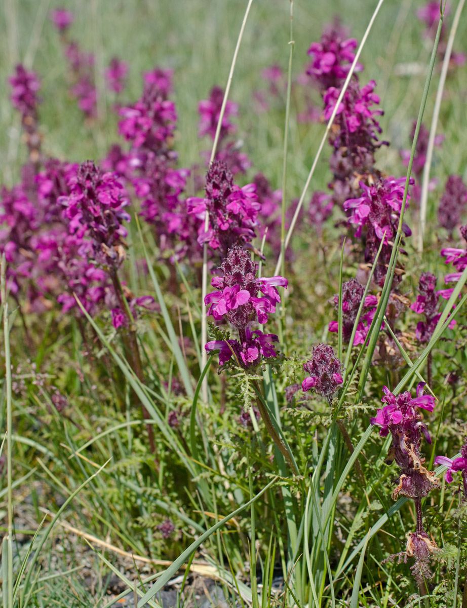 Изображение особи Pedicularis moschata.