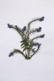Echium vulgare. Верхушка цветущего растения. Республика Молдова, пригород Кишинёва. 28 октября 2008 г.