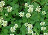 Trifolium repens