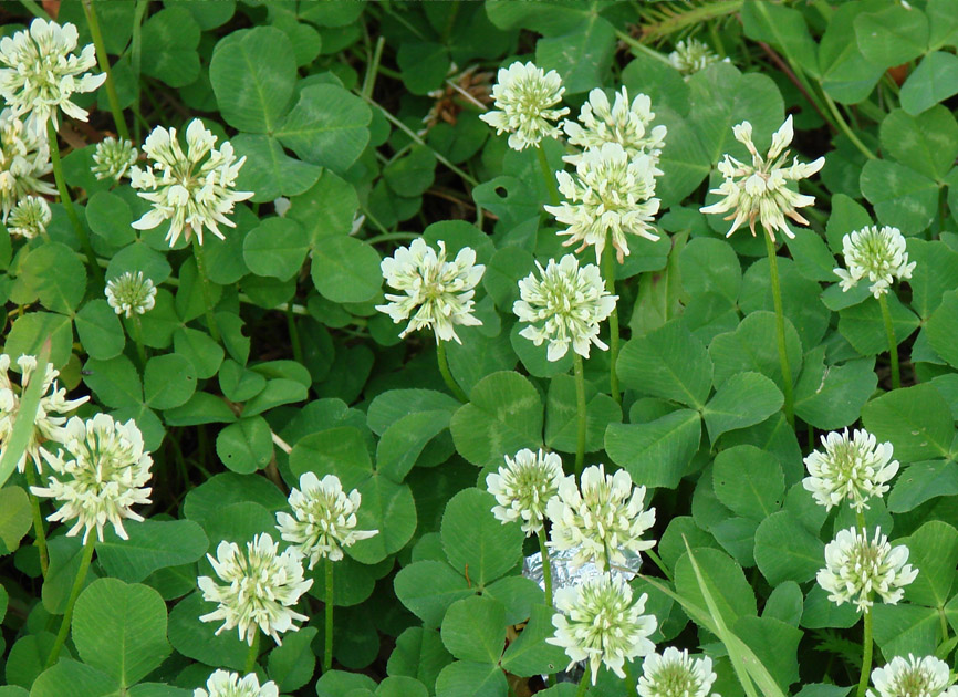 Image of Trifolium repens specimen.