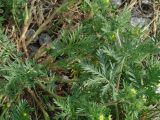 Potentilla tergemina