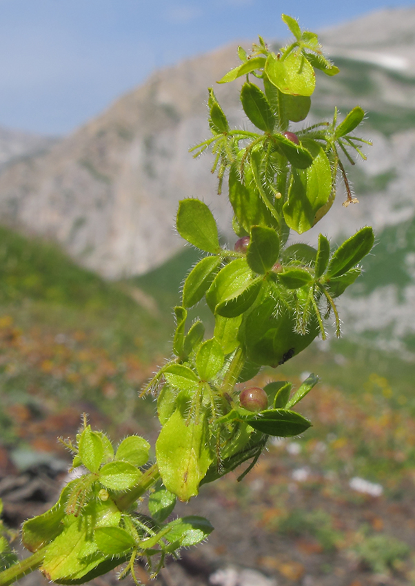 Image of Cruciata laevipes specimen.