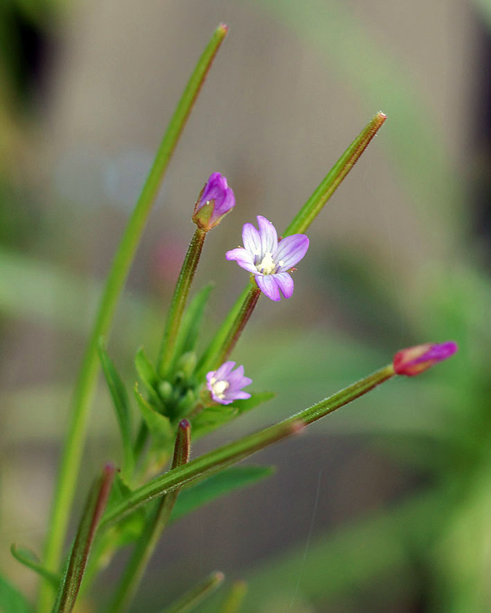 Изображение особи Epilobium palustre.