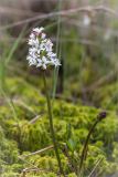 Menyanthes trifoliata. Цветущее растение на окраине болота. Ленинградская обл., Лужский р-н, окр. дер. Сяберо. 31.05.2015.
