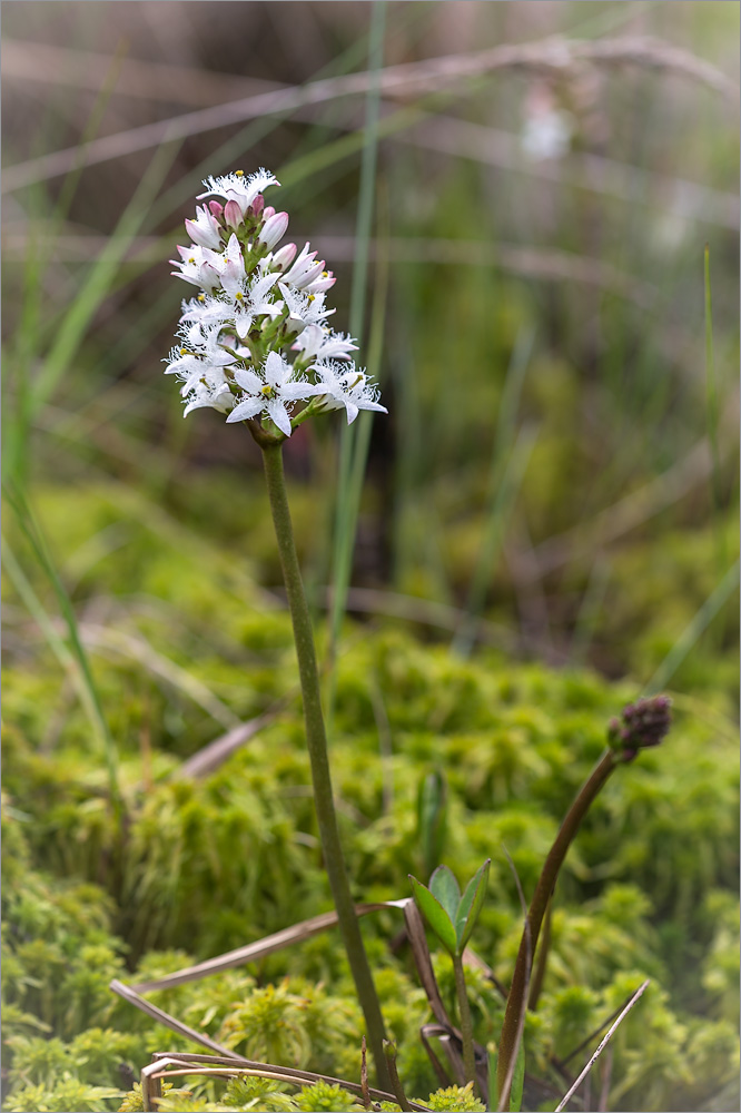 Изображение особи Menyanthes trifoliata.