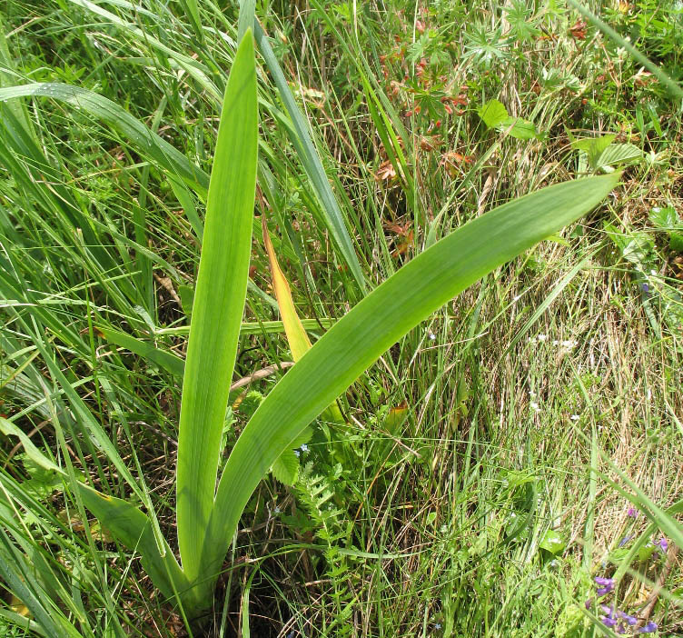 Image of Iris aphylla specimen.