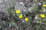 Potentilla patula