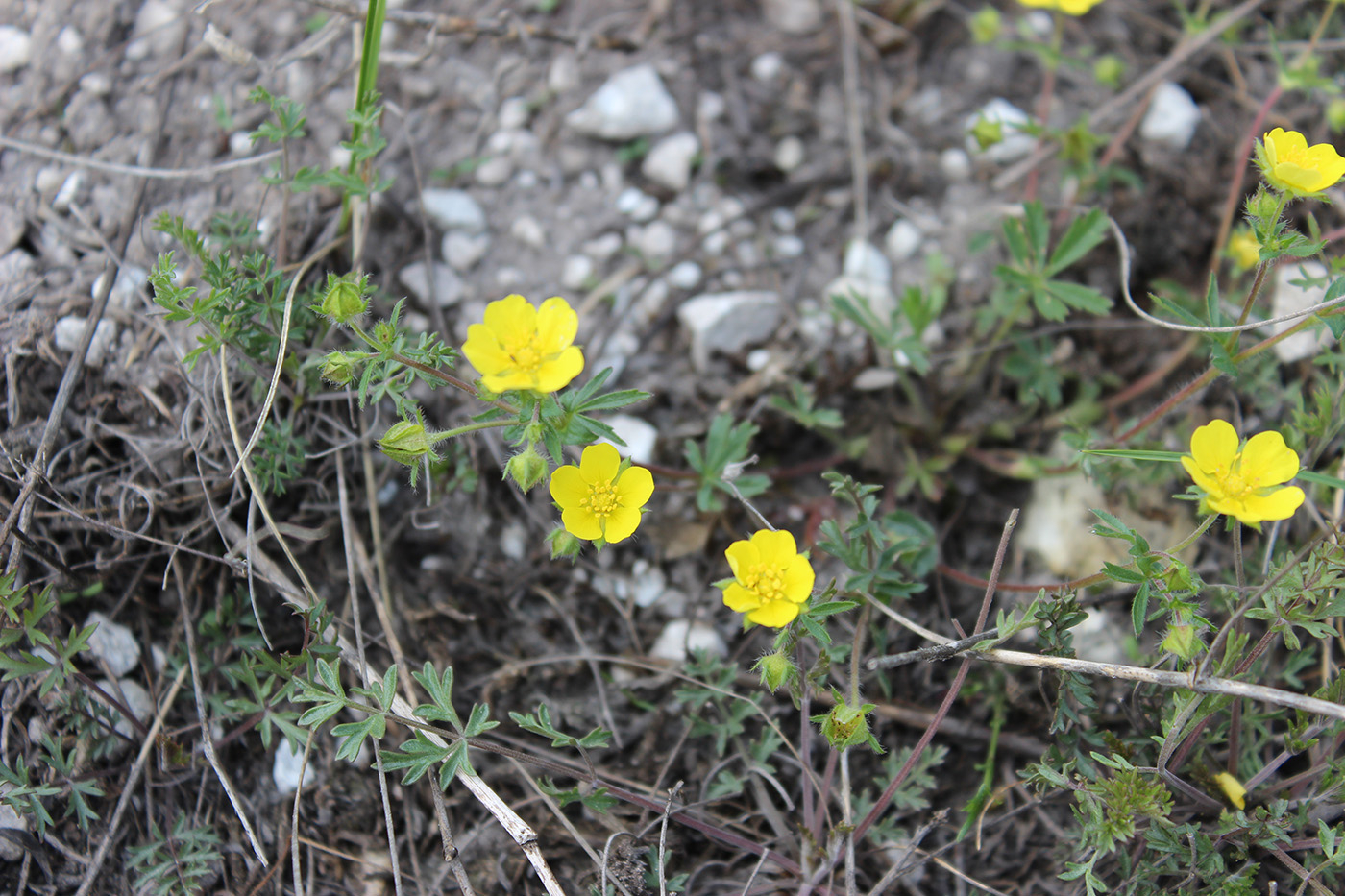 Изображение особи Potentilla patula.