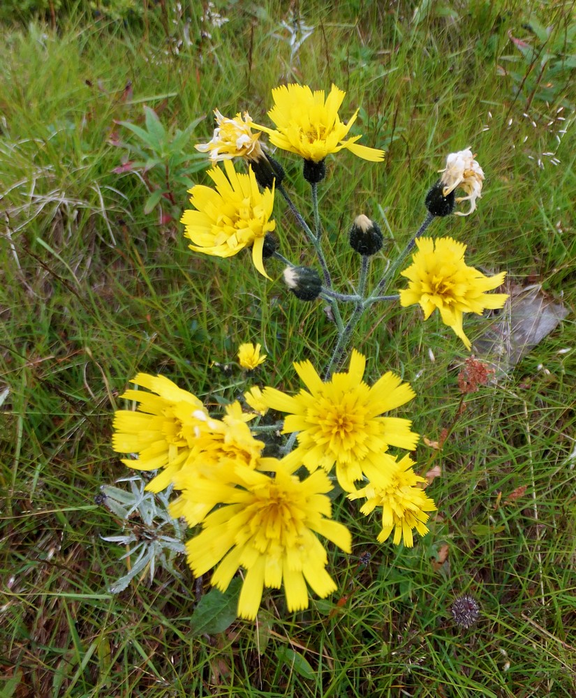 Image of genus Hieracium specimen.