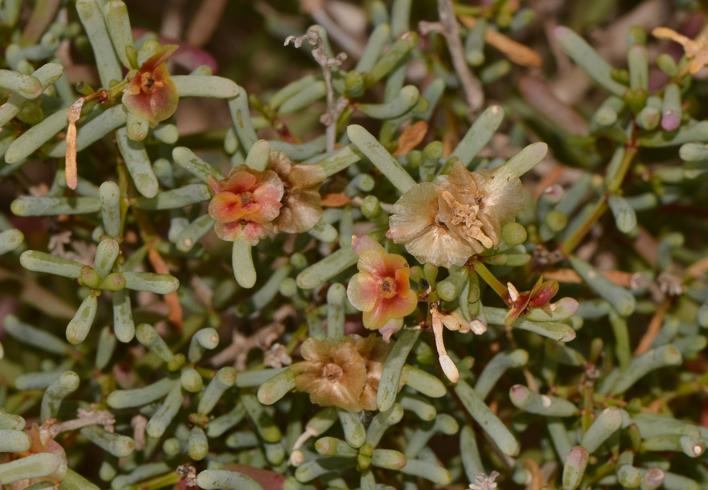 Изображение особи Salsola divaricata.