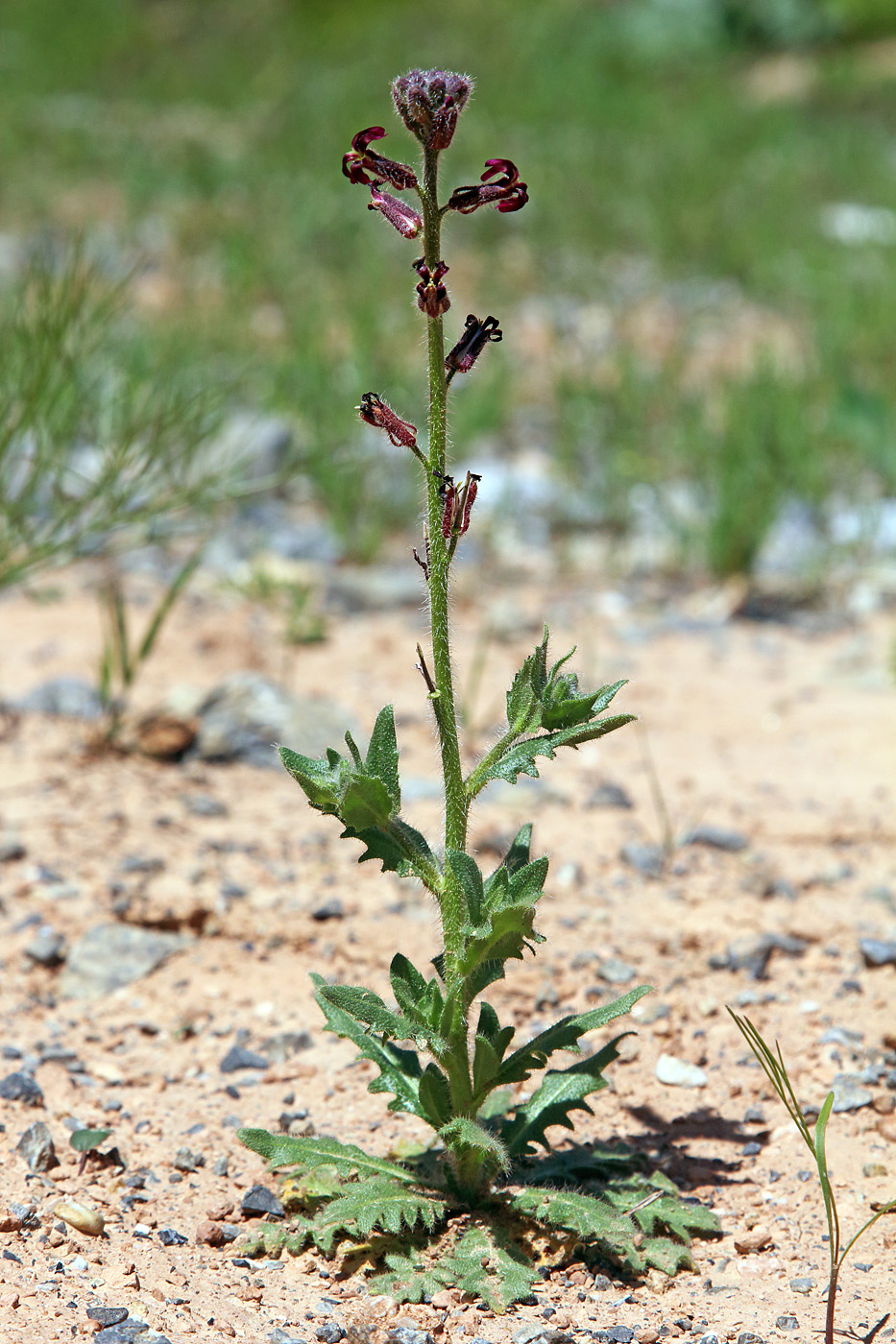 Image of Parrya tojibaevii specimen.