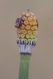 Equisetum hyemale