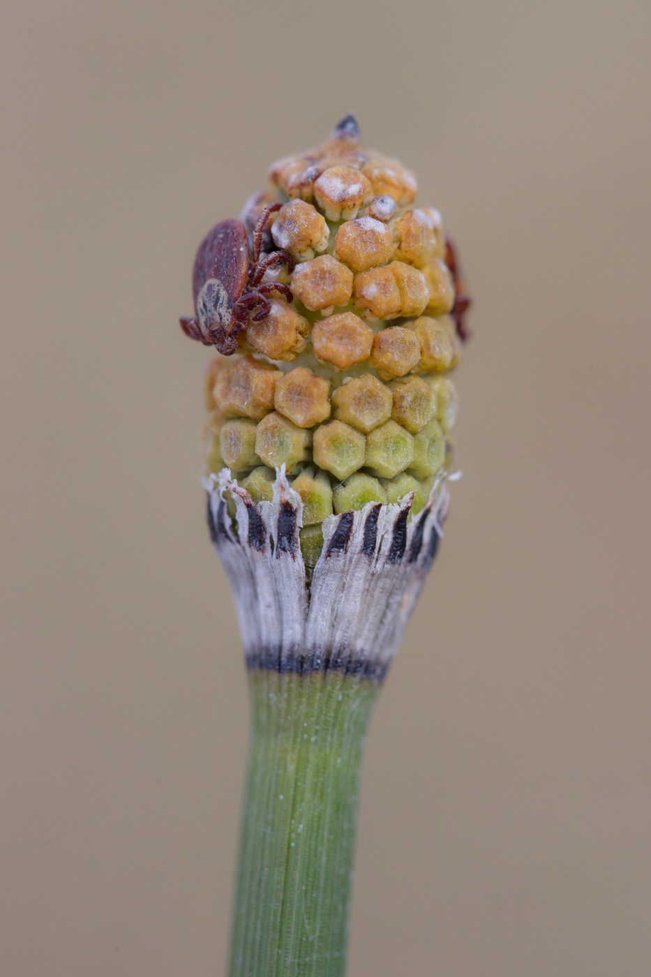 Изображение особи Equisetum hyemale.