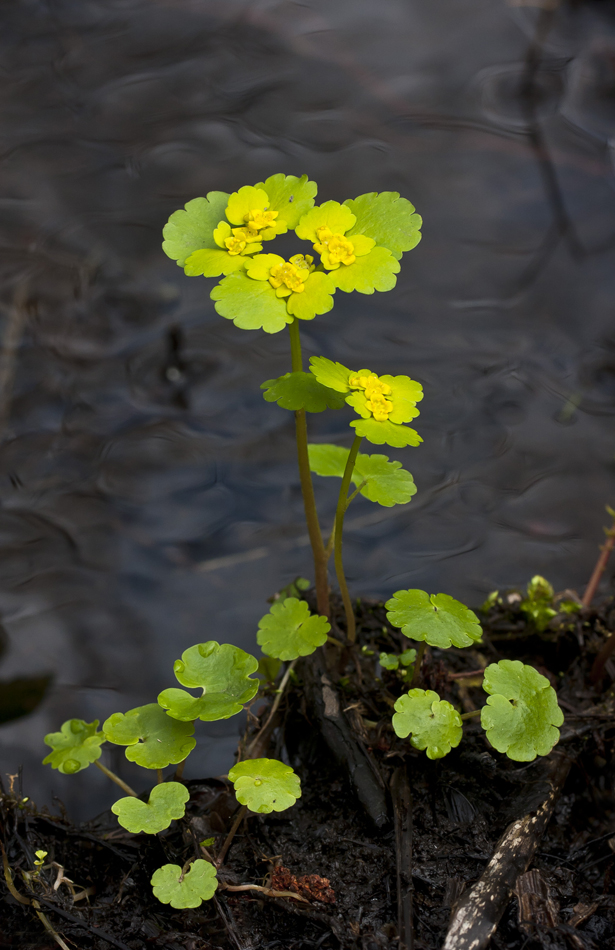 Image of Chrysosplenium alternifolium specimen.