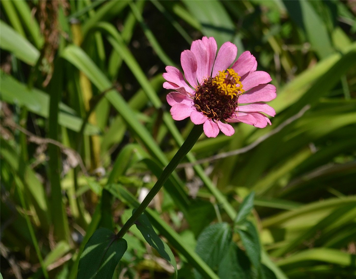 Изображение особи Zinnia elegans.