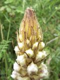 Orobanche crenata. Верхушка соцветия. Испания, автономное сообщество Каталония, провинция Жирона, комарка Баш Эмпорда, муниципалитет Калонже, обочина полевой дороги вдоль реки. 16.05.2016.