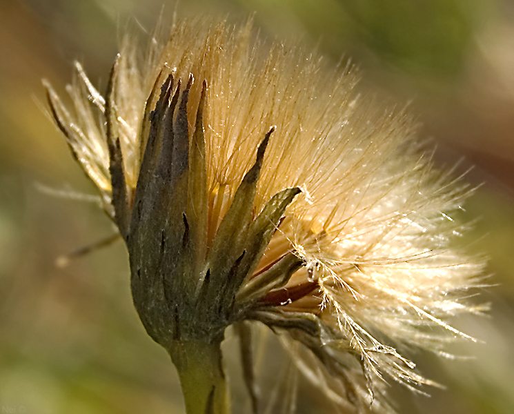 Image of Scorzoneroides autumnalis specimen.