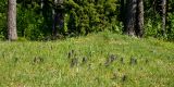 Ajuga pyramidalis. Цветущие и расцветающие растения в сообществе. Финляндия, Хельсинки, Халтиала, низкотравный луг на пологом склоне северо-западной экспозиции. 20 мая 2016 г.
