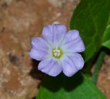 Convolvulus siculus