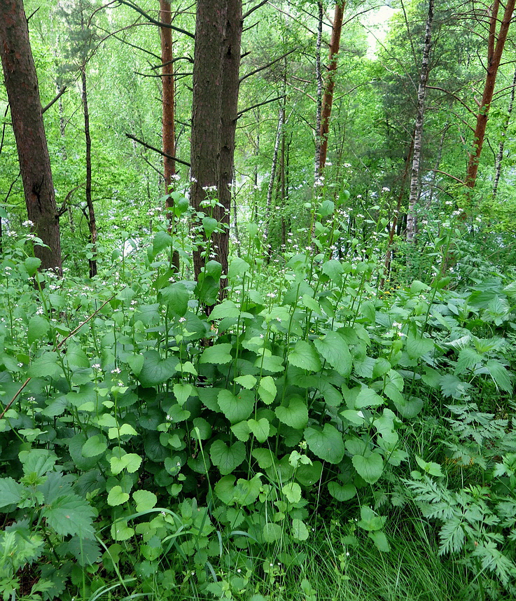 Image of Alliaria petiolata specimen.