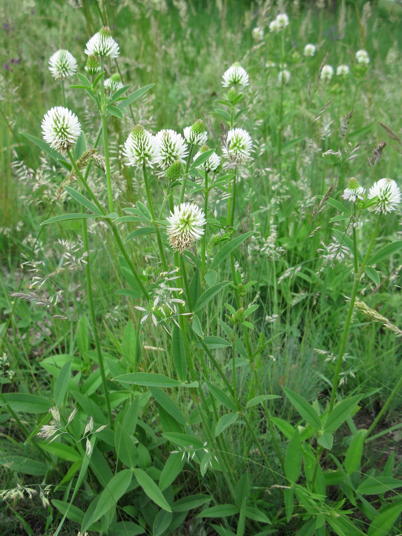 Изображение особи Trifolium montanum.