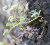 Veronica cymbalaria