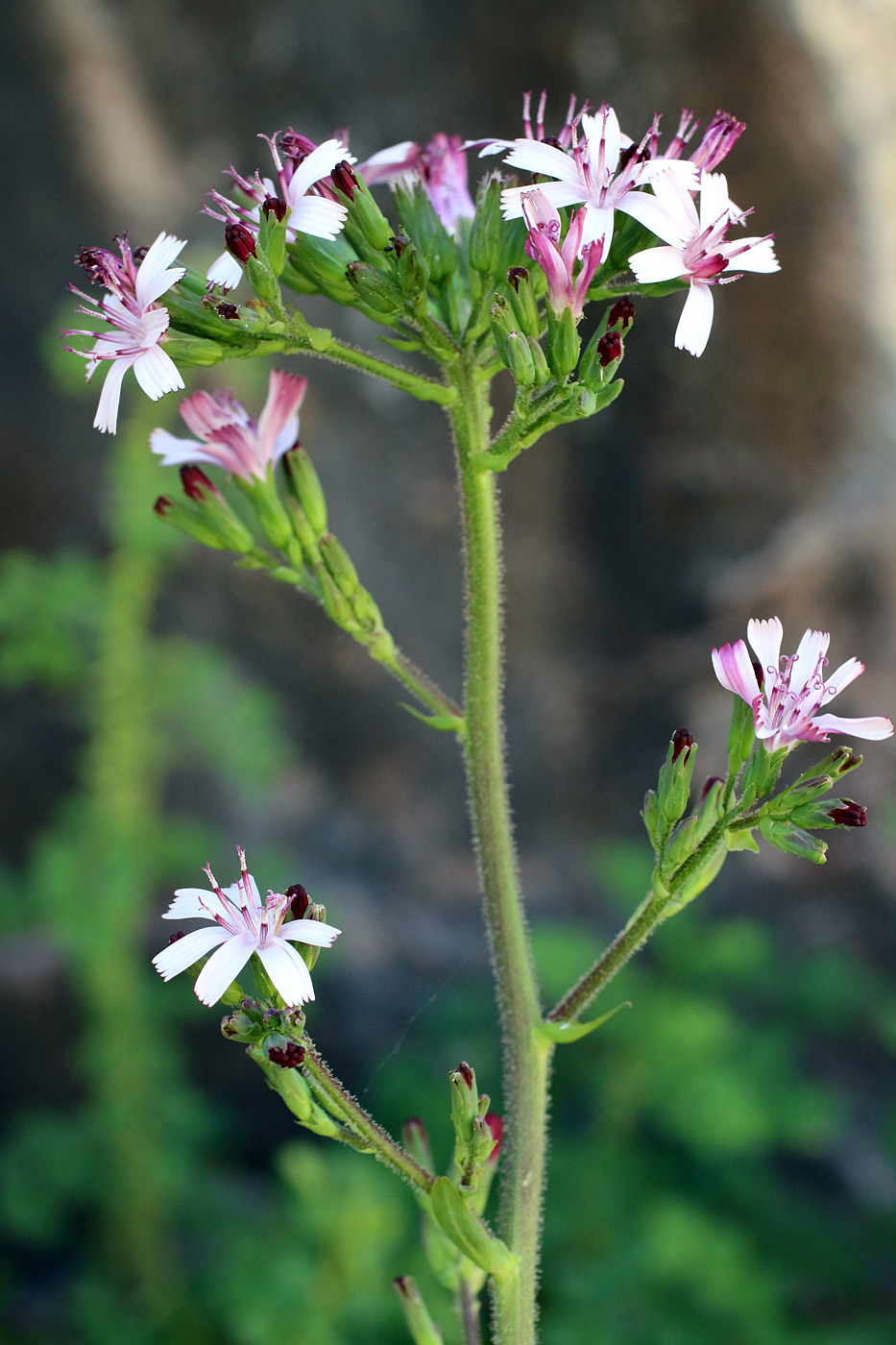 Изображение особи Cicerbita rosea.