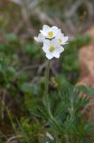 Anemonastrum sibiricum