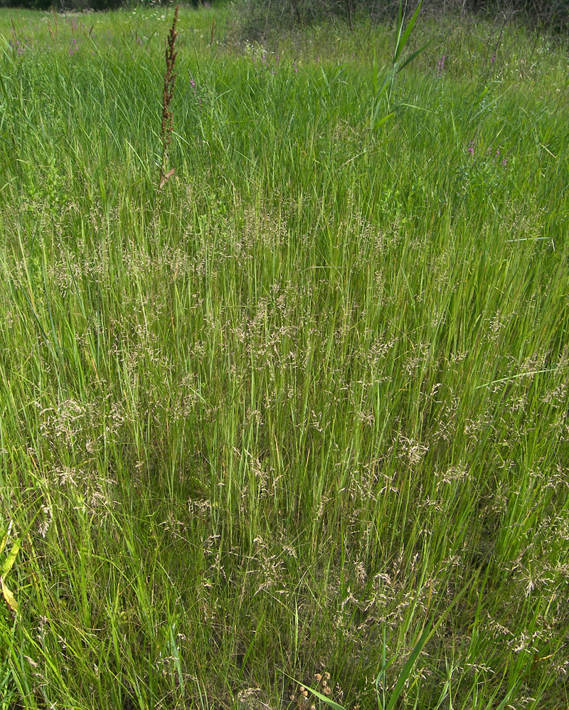 Image of Poa pratensis specimen.