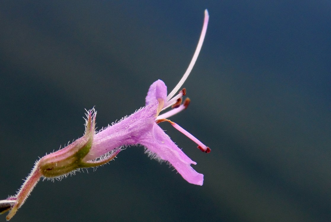 Изображение особи род Thymus.