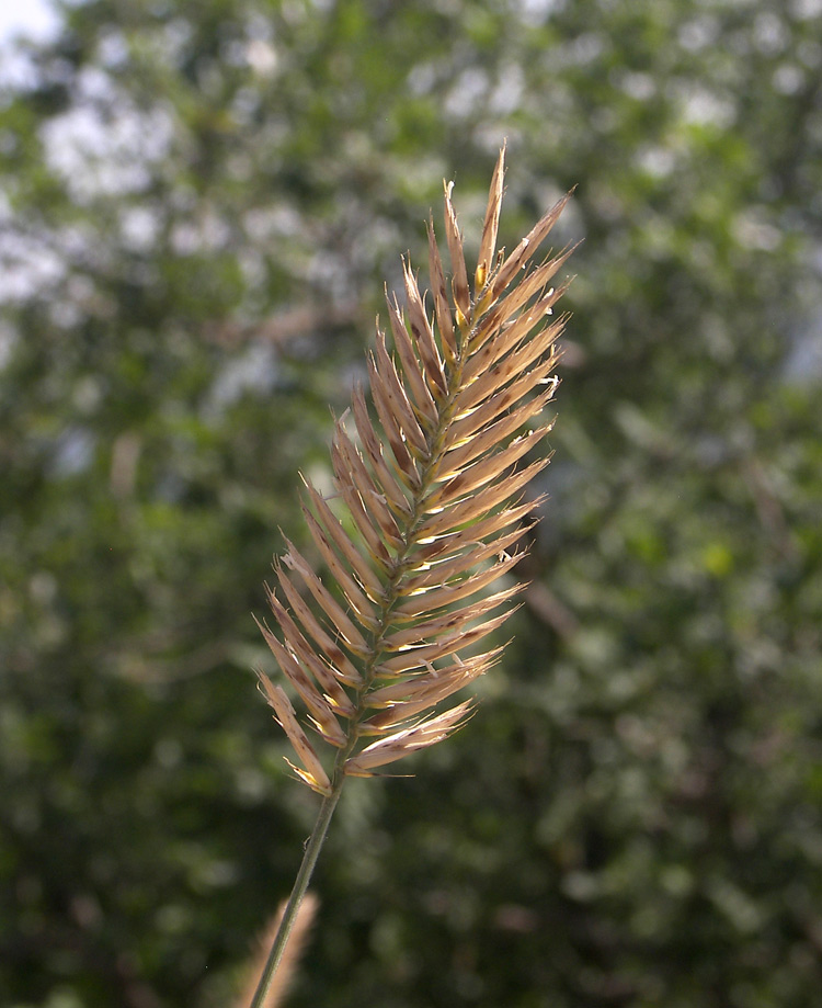 Изображение особи Agropyron pectinatum.