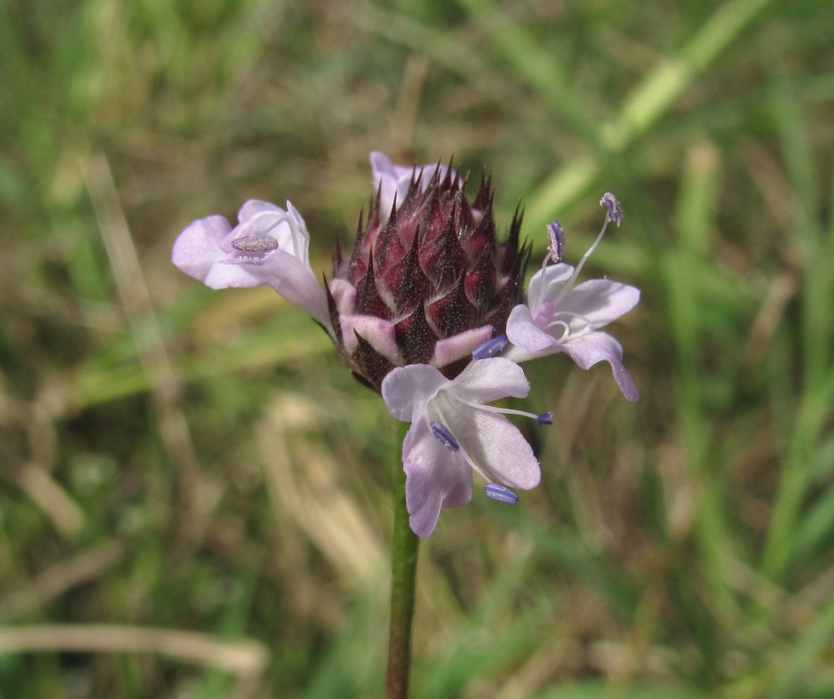 Image of Cephalaria transsylvanica specimen.