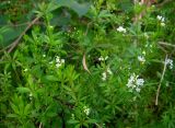 Galium rivale