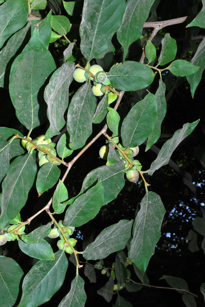 Image of Diospyros lotus specimen.