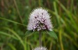 Mentha aquatica