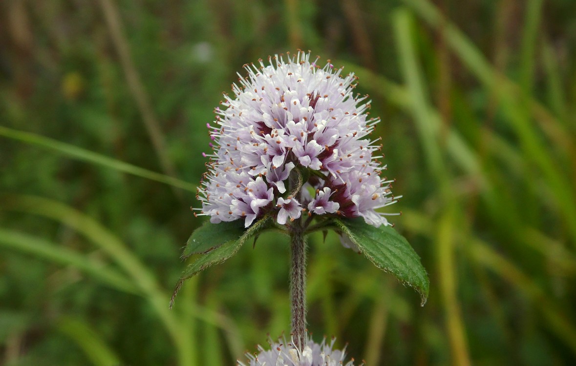 Изображение особи Mentha aquatica.