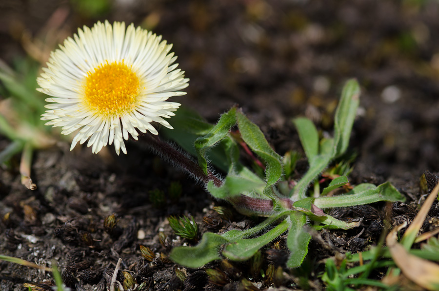 Изображение особи род Erigeron.