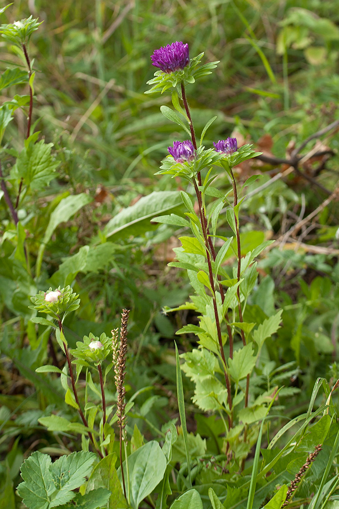 Изображение особи Callistephus chinensis.