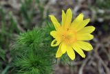 Adonis vernalis. Верхушка цветущего растения с кормящимися(?) насекомыми. Пермский край, Ординский р-н, окр. с. Михино, лесостепной склон. 22.05.2016.