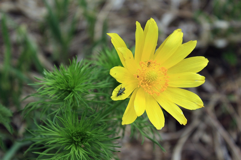 Изображение особи Adonis vernalis.