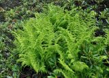 Athyrium distentifolium. Растения в зарослях Rhododendron caucasicum. Северная Осетия, Ирафский р-н, долина р. Гебидон, ≈ 2300 м н.у.м., субальпийский луг. 07.07.2016.