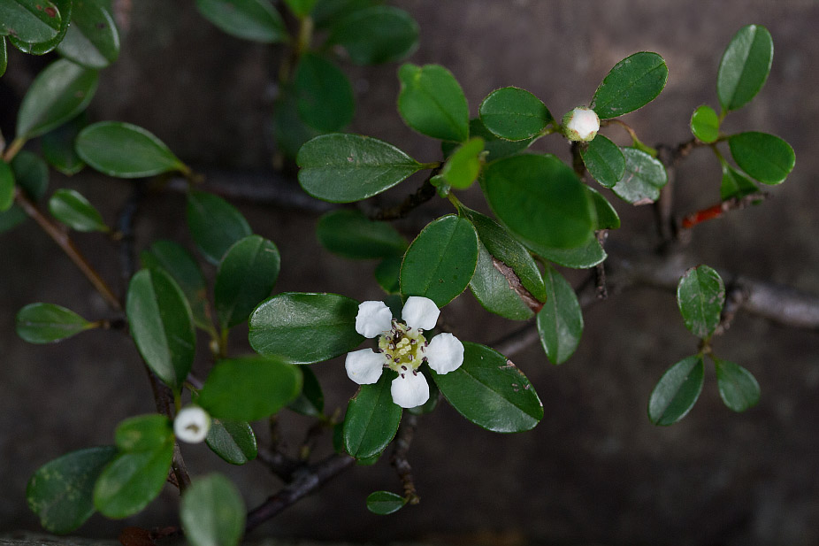 Изображение особи Cotoneaster dammeri.