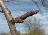 Pyrus communis. Часть покоящейся ветви. Краснодарский край, Абинский р-н, ст-ца Холмская, у жилья. 05.11.2016.