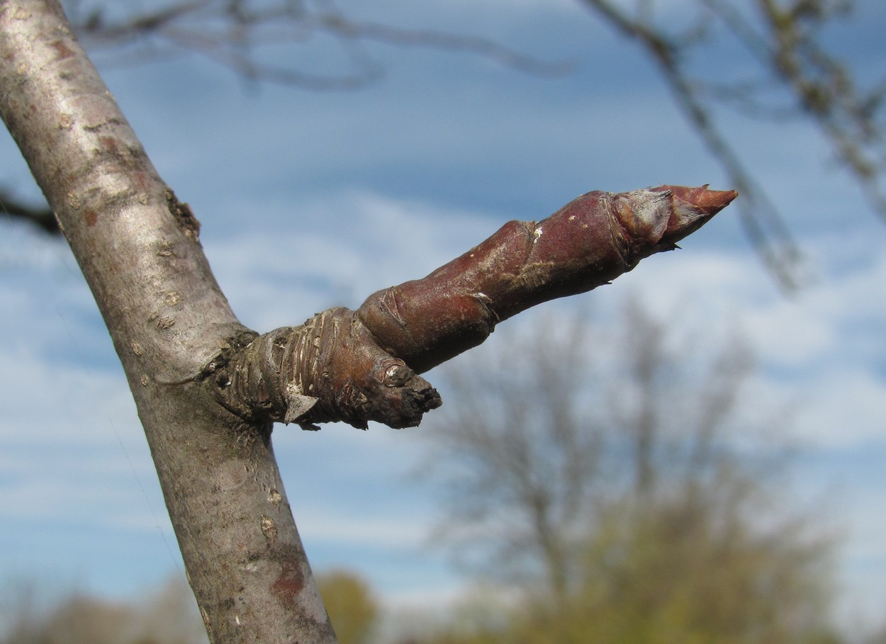 Image of Pyrus communis specimen.