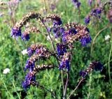 Salvia nutans