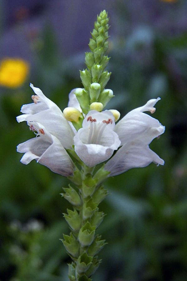 Изображение особи Physostegia virginiana.