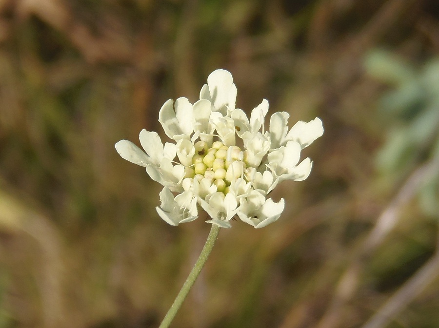 Image of Lomelosia argentea specimen.